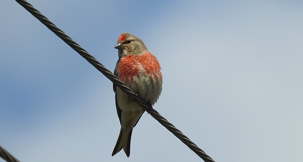 Makolągwa (Carduelis cannabina)