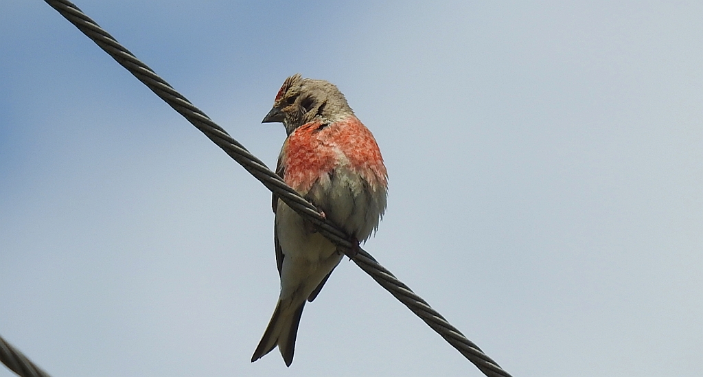 Makolągwa (Carduelis cannabina)
