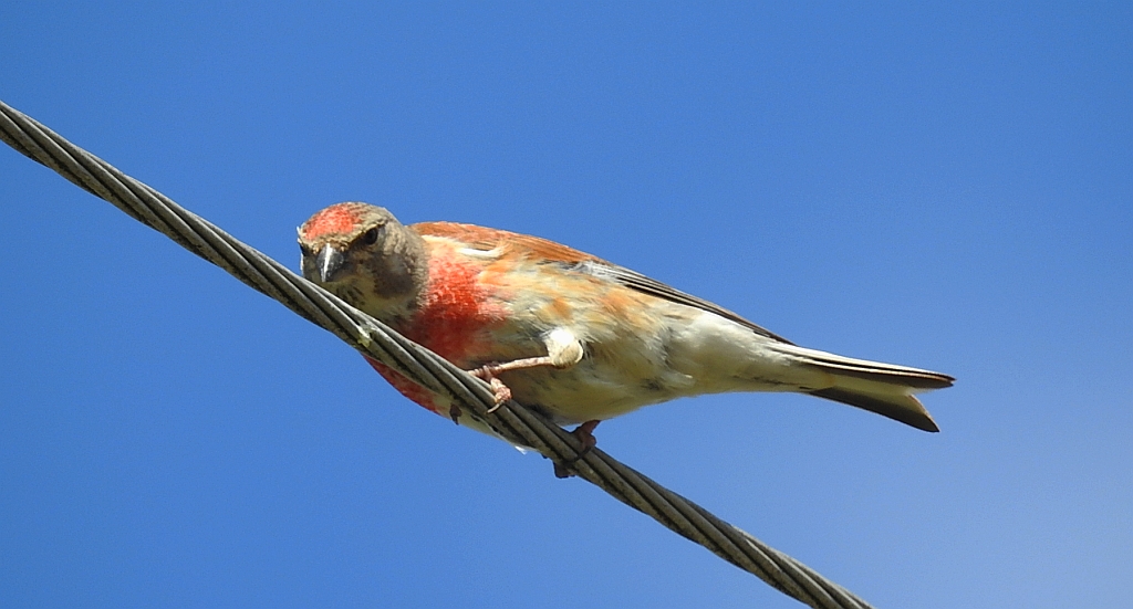 Makolągwa (Carduelis cannabina)