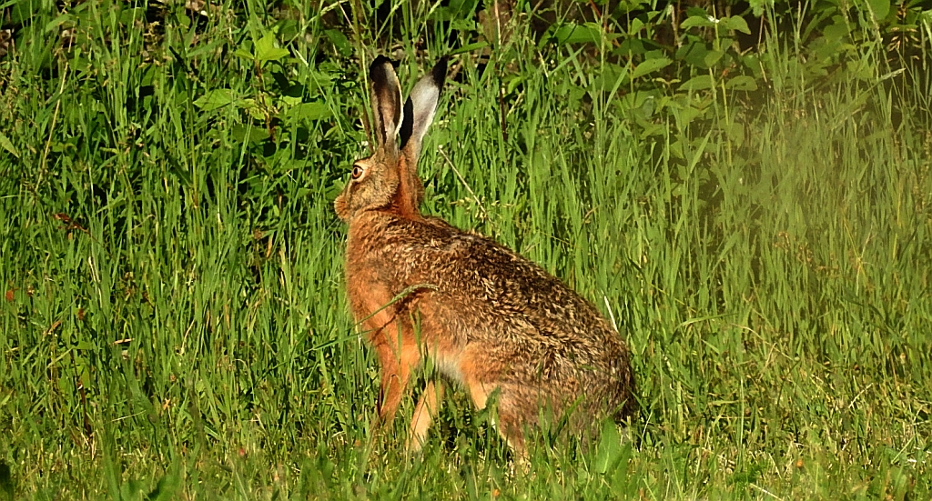 Zając szarak (Lepus europaeus)