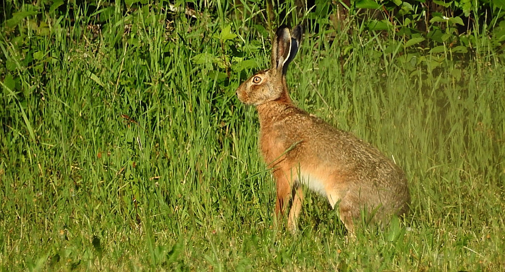 Zając szarak (Lepus europaeus)