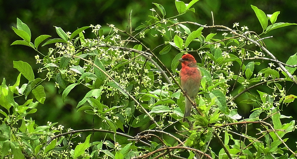 Dziwonia zwyczajna, dziwonia (Erythrina erythrinus)