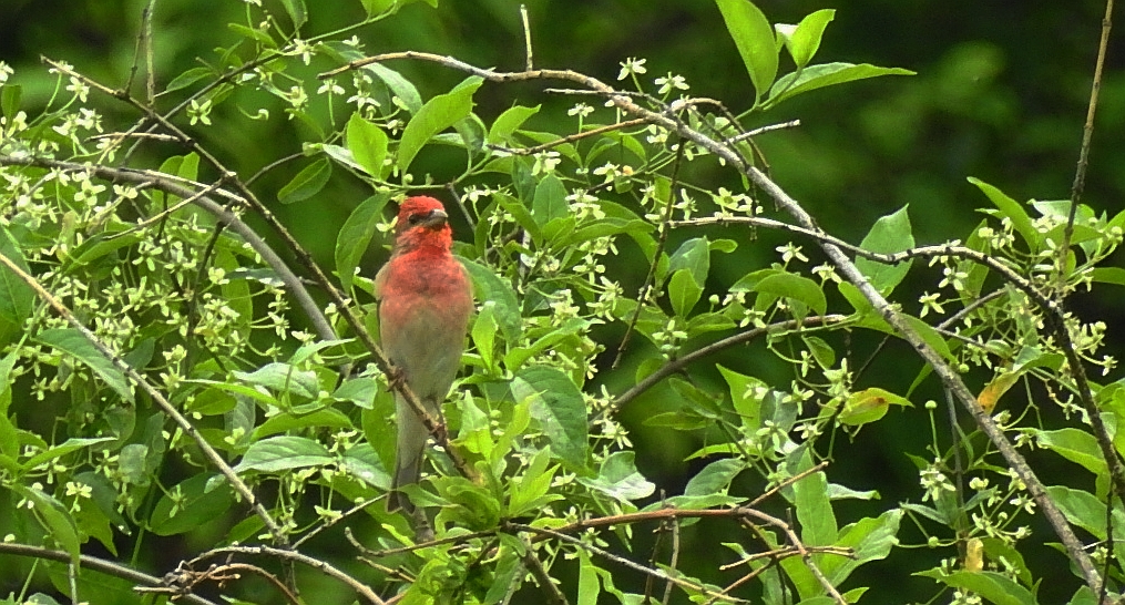 Dziwonia zwyczajna, dziwonia (Erythrina erythrinus)