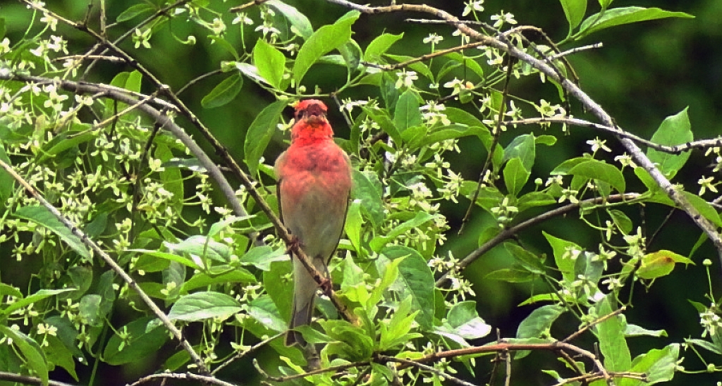 Dziwonia zwyczajna, dziwonia (Erythrina erythrinus)