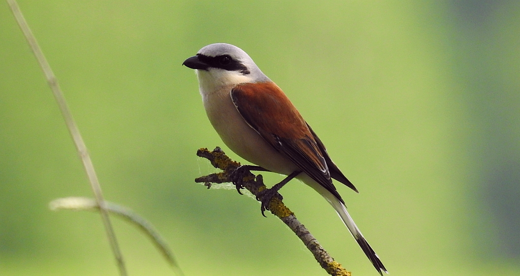 Gąsiorek, dzierzba gąsiorek (Lanius collurio)
