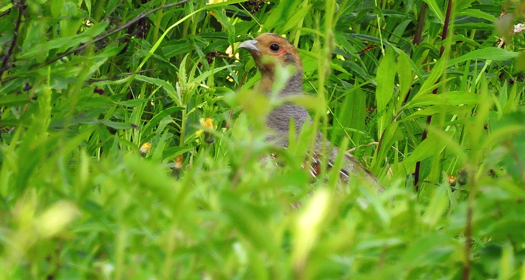 Kuropatwa zwyczajna, kuropatwa (Perdix perdix)