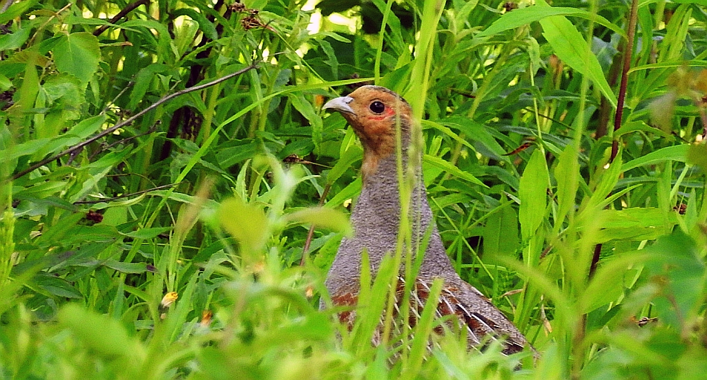 Kuropatwa zwyczajna, kuropatwa (Perdix perdix)