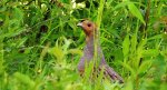Kuropatwa zwyczajna, kuropatwa (Perdix perdix)