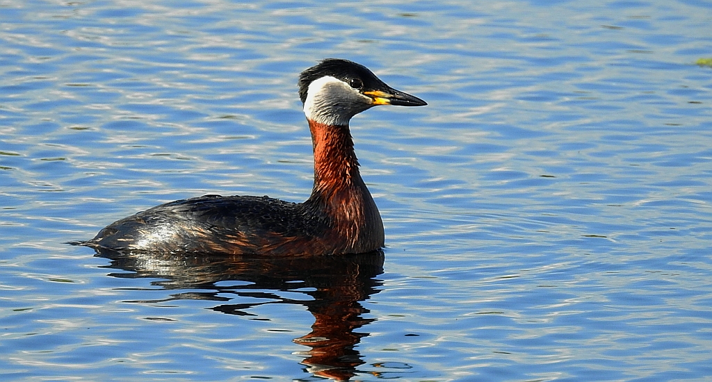 Perkoz rdzawoszyi (Podiceps grisegena)