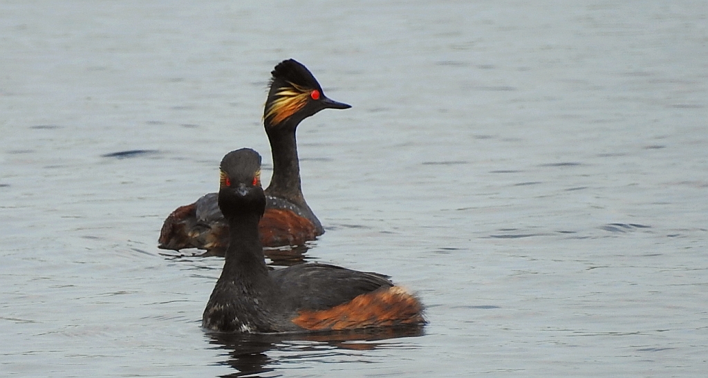 Perkoz zausznik, zausznik (Podiceps nigricollis)