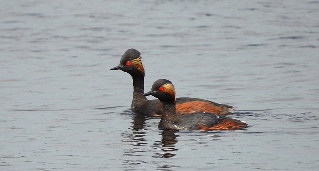 Perkoz zausznik, zausznik (Podiceps nigricollis)