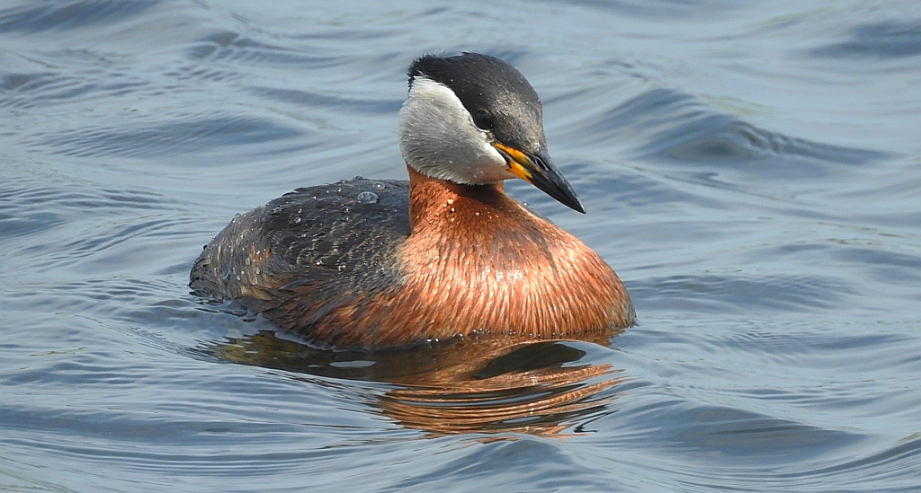 Perkoz rdzawoszyi (Podiceps grisegena)