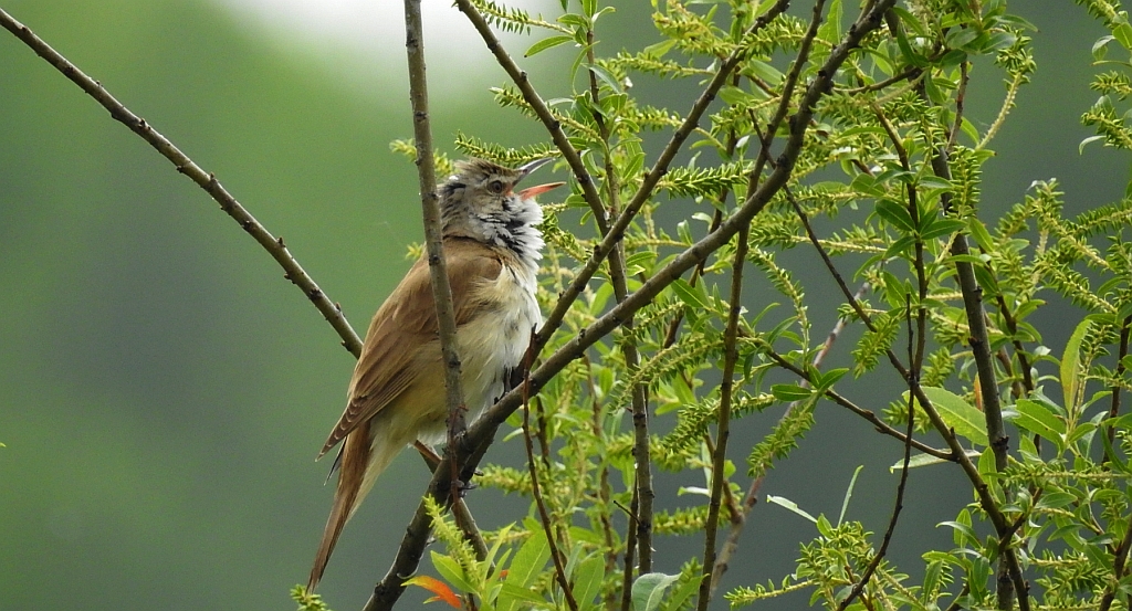 Trzciniak zwyczajny, trzciniak drozdówka (Acrocephalus arundinaceus)
