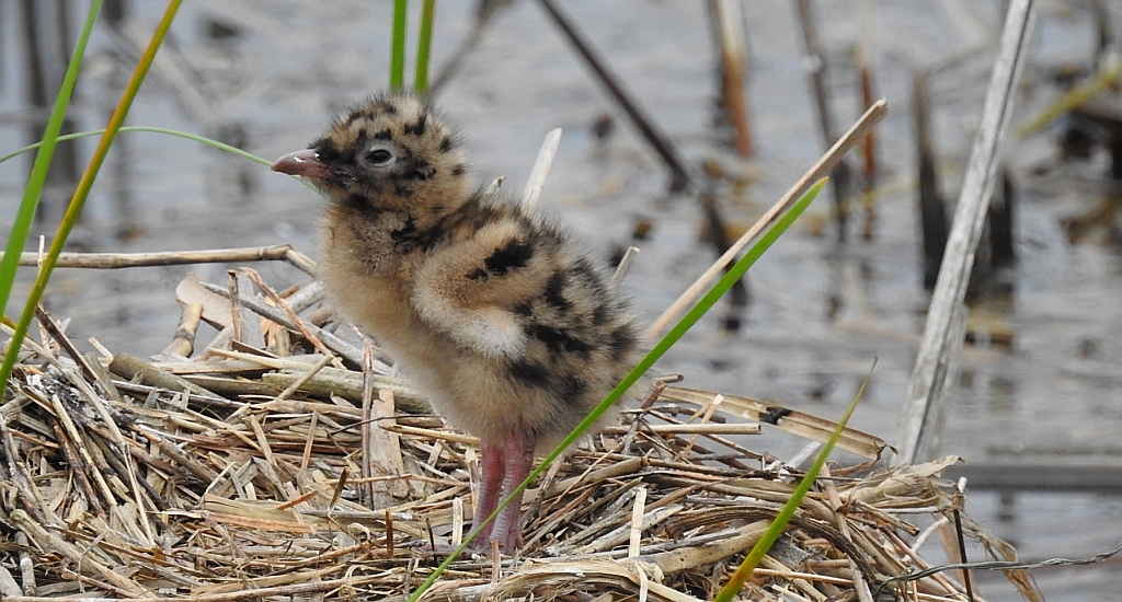 Mewa śmieszka, śmieszka (Chroicocephalus ridibundus)