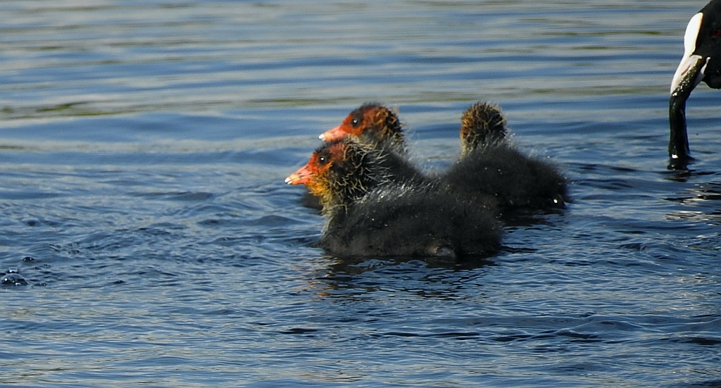 Łyska (Fulica atra)