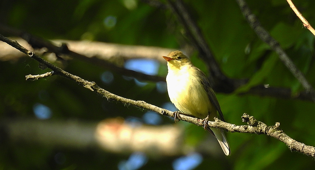 Świstunka leśna (Rhadina sibilatrix)