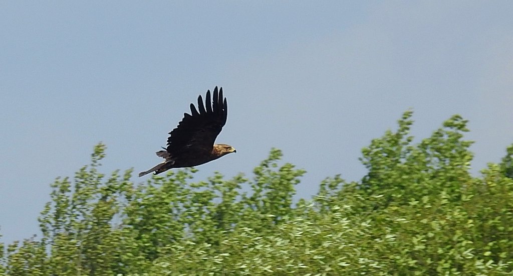 Orlik krzykliwy (Clanga pomarina)