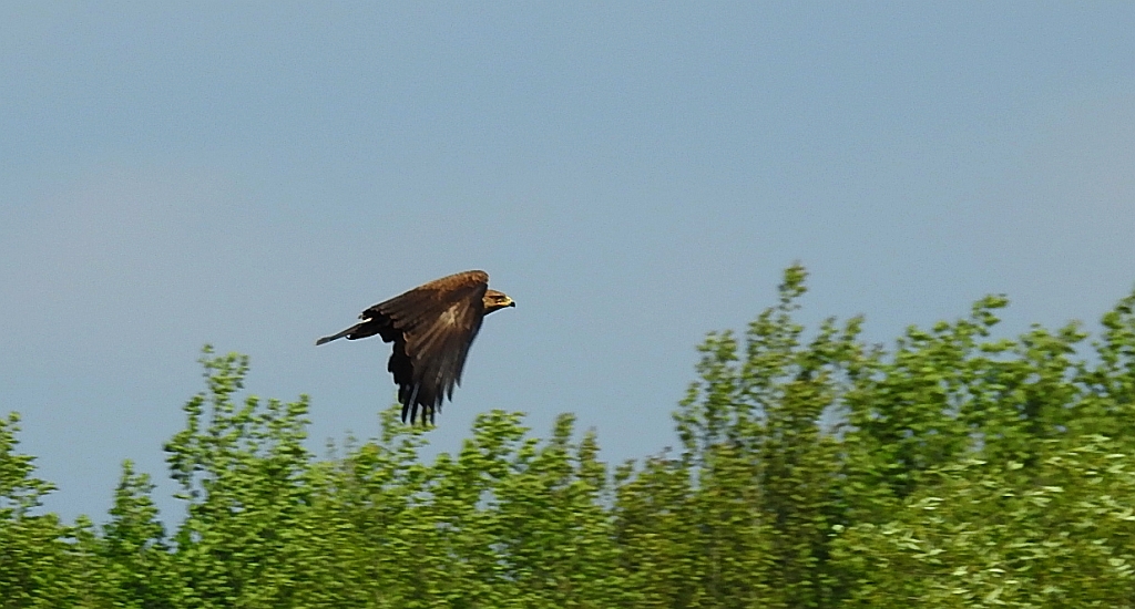 Orlik krzykliwy (Clanga pomarina)