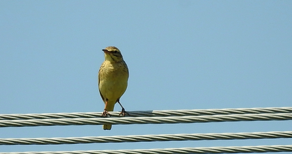 Pokląskwa (Saxicola rubetra)