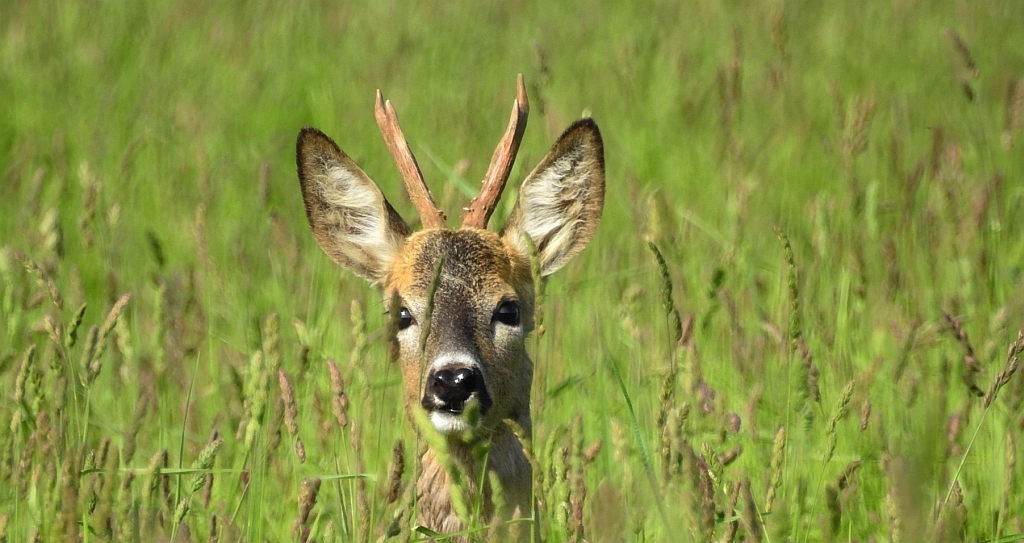 Sarna europejska (Capreolus capreolus)