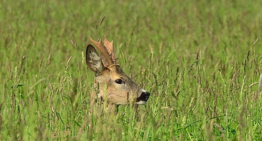 Sarna europejska (Capreolus capreolus)