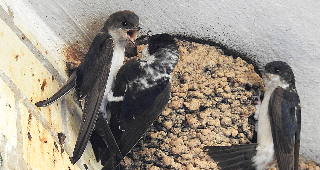 Oknówka zwyczajna, jaskółka oknówka, oknówka (Delichon urbicum)