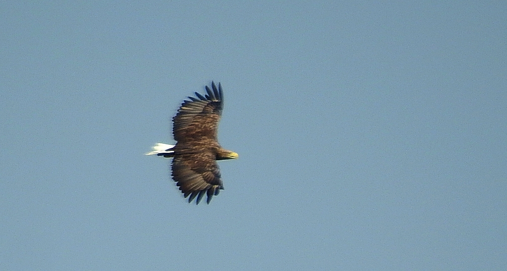 Bielik zwyczajny, bielik (Haliaeetus albicilla)
