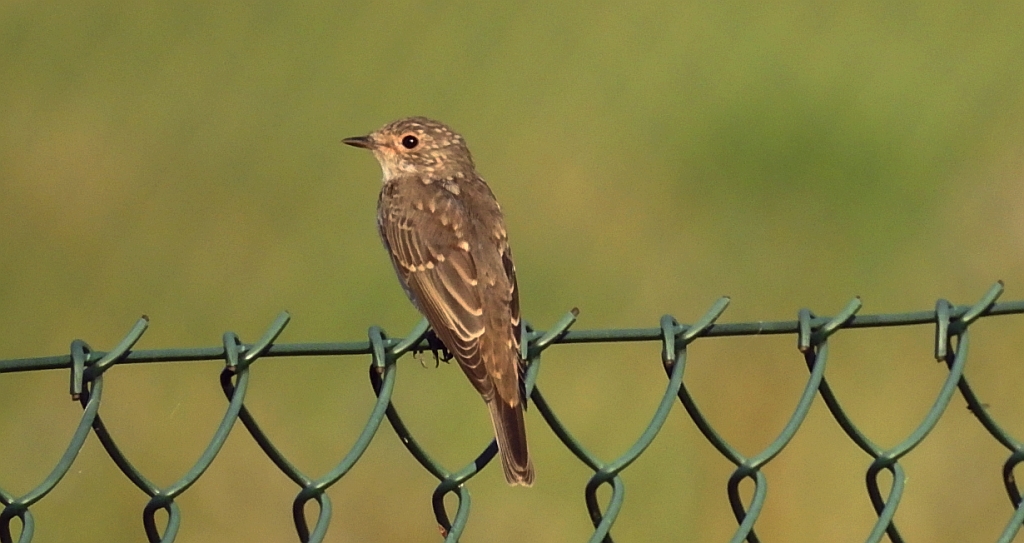 Muchołówka szara (Muscicapa striata)