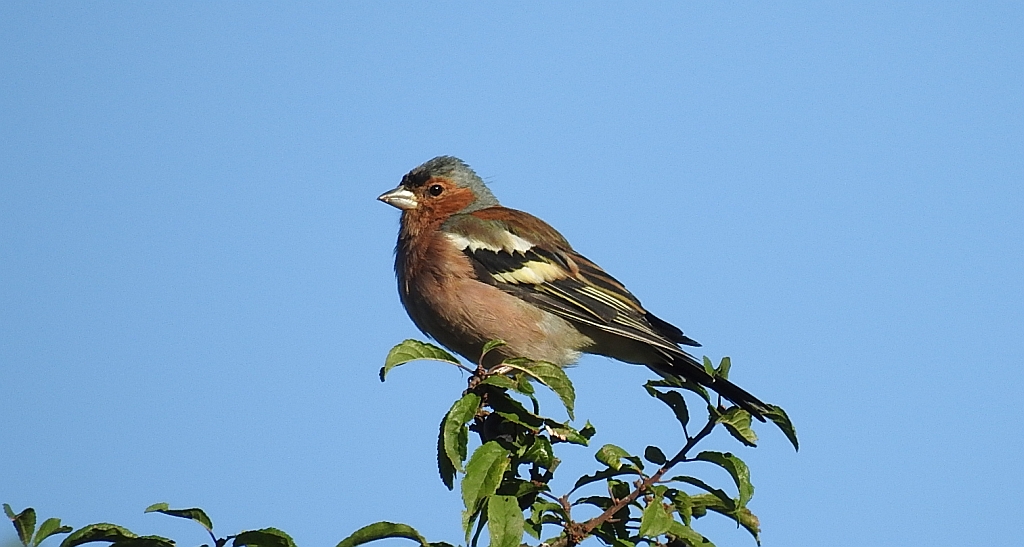 Zięba zwyczajna (Fringilla coelebs)