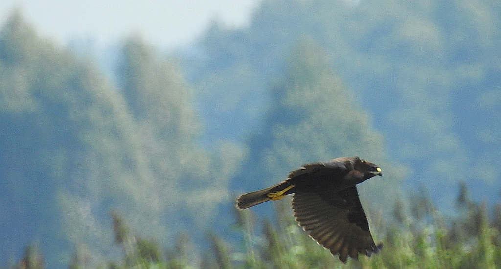 Błotniak stawowy (Circus aeruginosus)