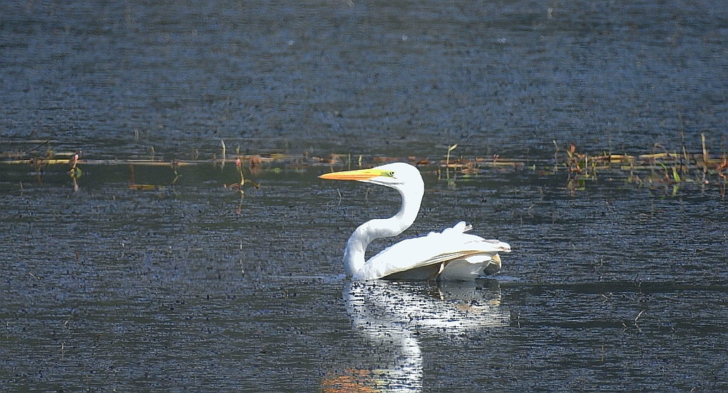 Czapla biała (Ardea alba)