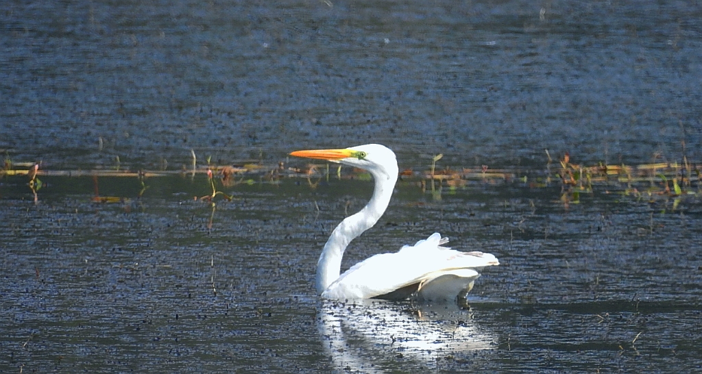Czapla biała (Ardea alba)