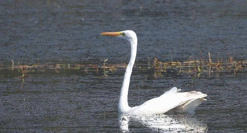 Czapla biała (Ardea alba)