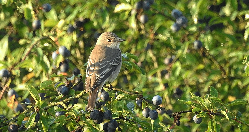 Muchołówka szara (Muscicapa striata)