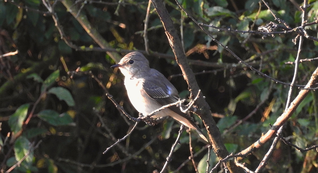 Muchołówka szara (Muscicapa striata)