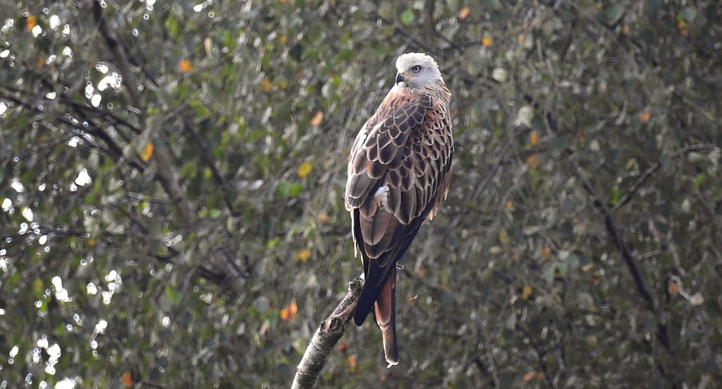 Kania ruda, kania rdzawa (Milvus milvus)