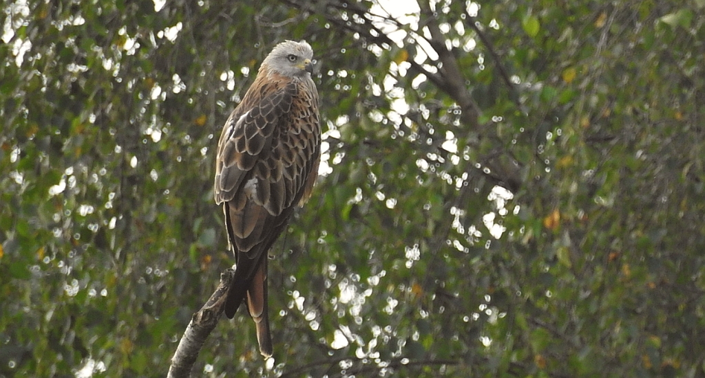 Kania ruda, kania rdzawa (Milvus milvus)