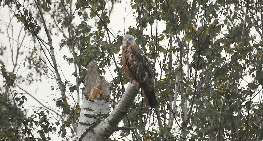 Kania ruda, kania rdzawa (Milvus milvus)