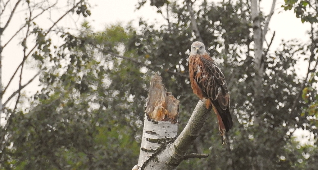 Kania ruda, kania rdzawa (Milvus milvus)