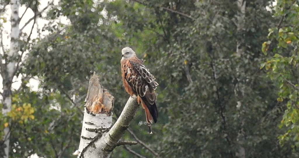 Kania ruda, kania rdzawa (Milvus milvus)