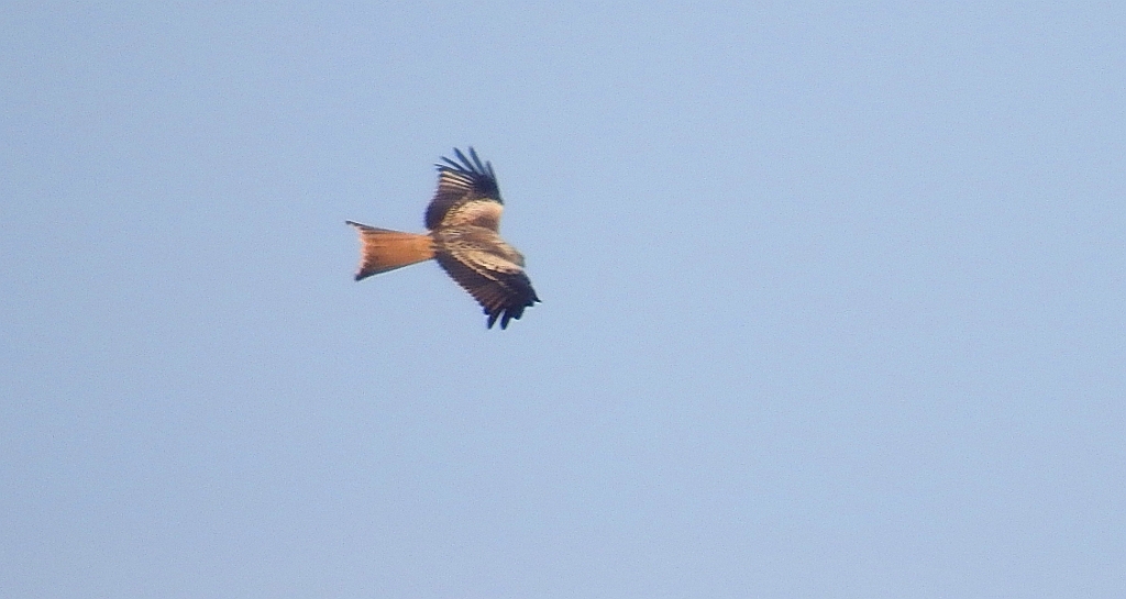 Kania ruda, kania rdzawa (Milvus milvus)