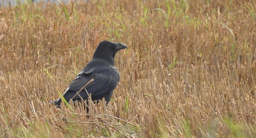 Kruk zwyczajny, kruk (Corvus corax)