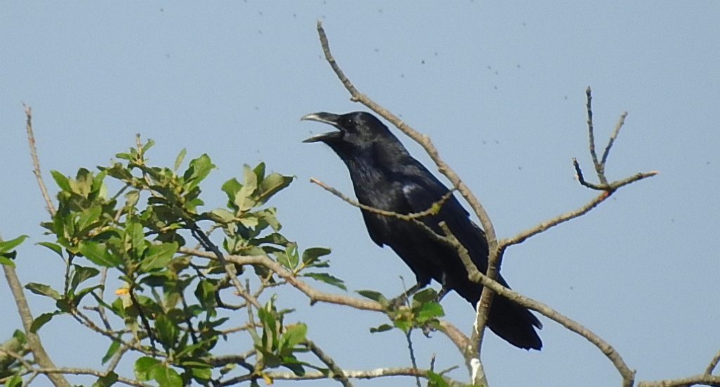Kruk zwyczajny, kruk (Corvus corax)
