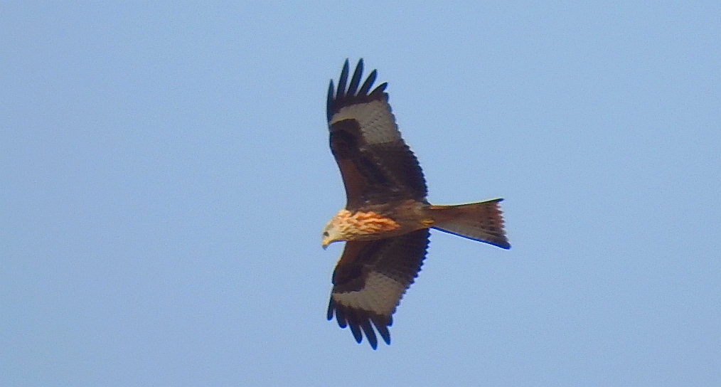 Kania ruda, kania rdzawa (Milvus milvus)