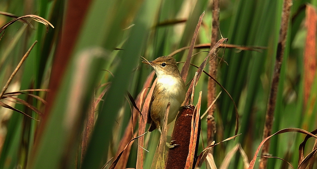 Trzcinniczek zwyczajny, trzcinniczek, trzcionka (Acrocephalus scirpaceus)
