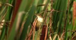 Trzcinniczek zwyczajny, trzcinniczek, trzcionka (Acrocephalus scirpaceus)