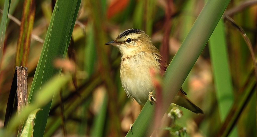 Rokitniczka (Acrocephalus schoenobaenus)