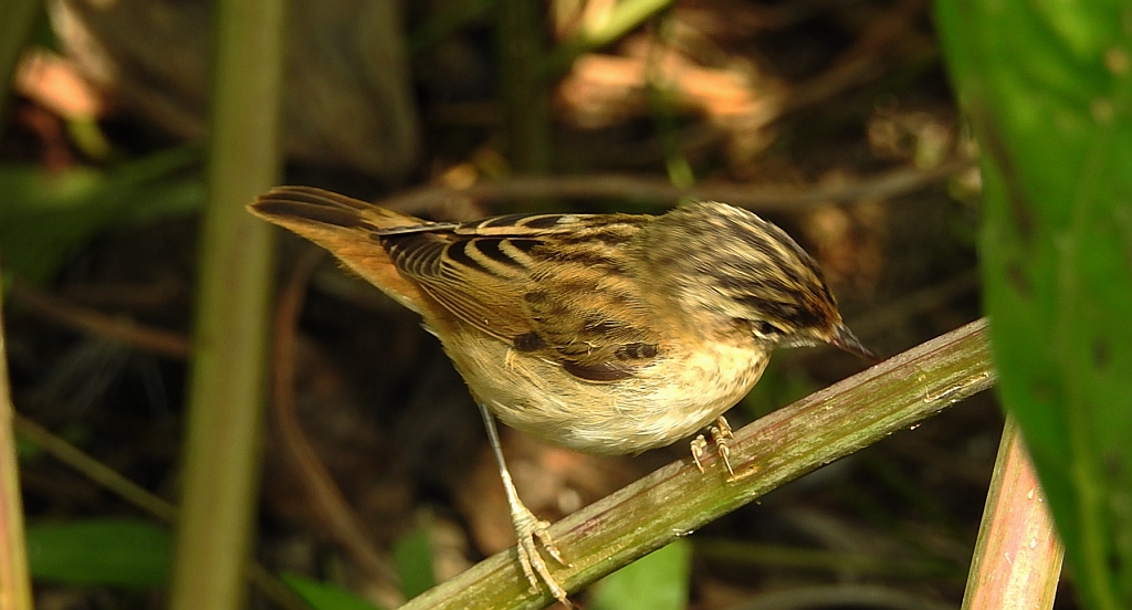 Rokitniczka (Acrocephalus schoenobaenus)