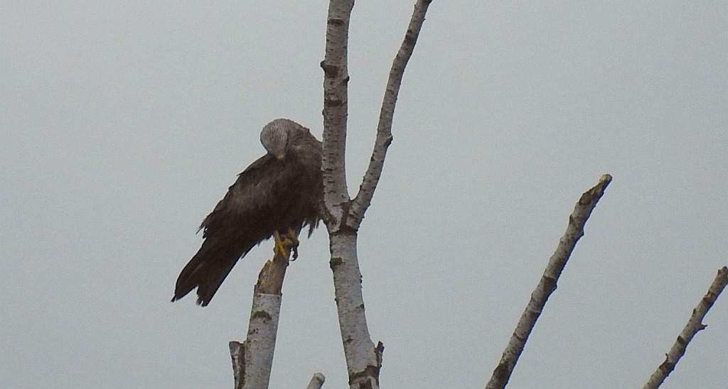 Kania czarna (Milvus migrans)