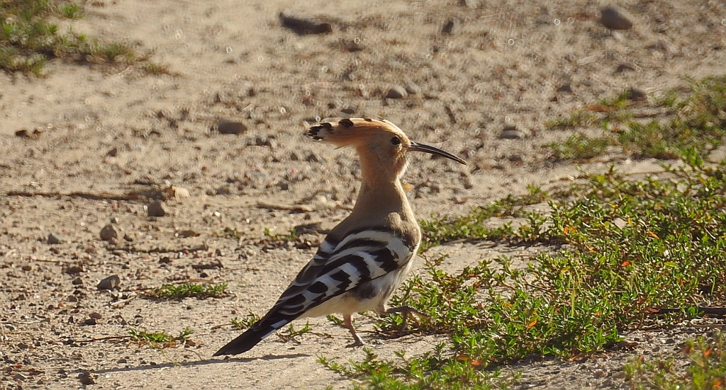 Dudek, dudek zwyczajny (Upupa epops)